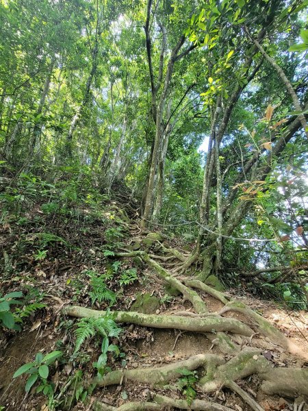 關西赤柯山,東獅頭山步道2281823