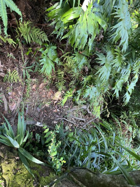 [微笑山線_第九段] 2025_0914 二格山系_皇帝殿東峰2889478