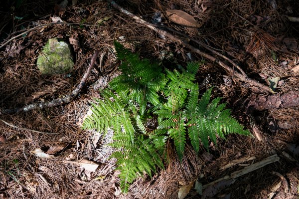 霞山鐵道野營2843083