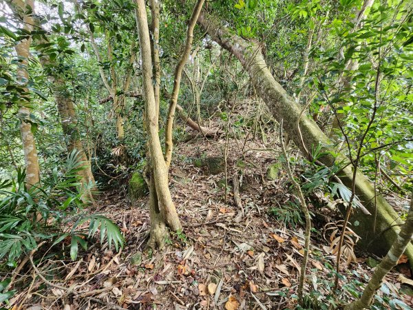 20241222二載山與大橫屏山南峰(追加鹽菜甕山、鹽菜甕下山)2721503