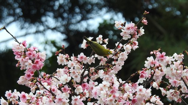 中正紀念堂-花鳥&大屯山雲海（山嵐）2/12703293