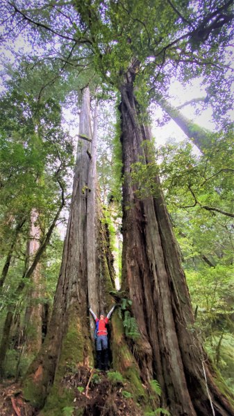 穿梭叢林桃山瞻仰巨木的殿堂桃山神木之行1656658