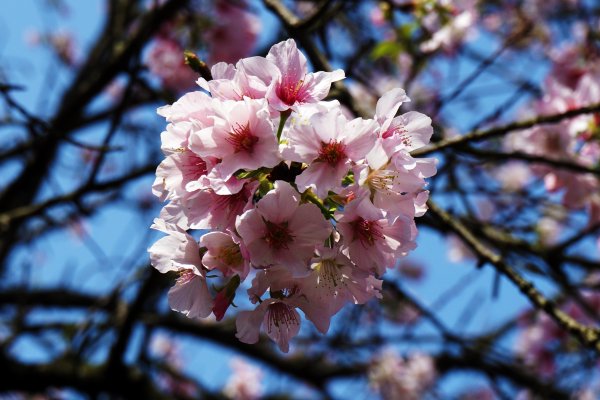 桃花源、三生的浪漫1642259