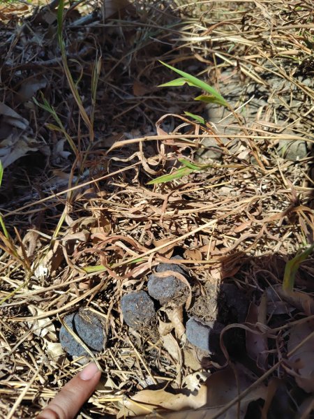 大竹溪山連走鞍輪名山3006902