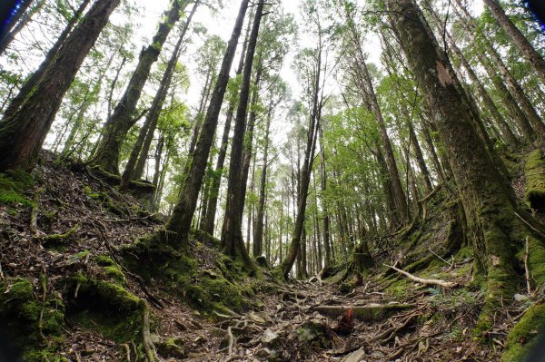 台中 和平 南松鶴山、八仙山、東松鶴山2877983