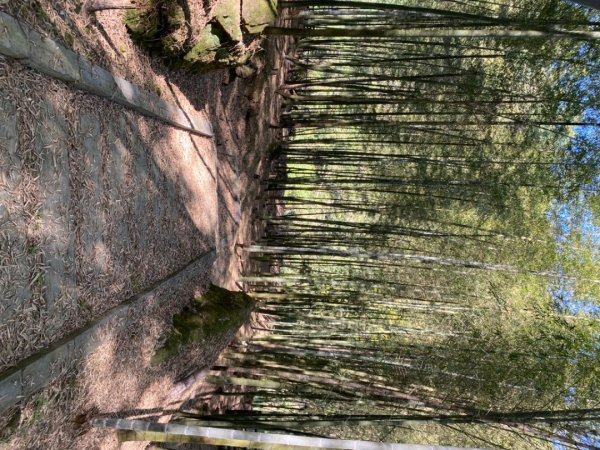 鹿谷大崙尾山、和雅挑竹古道7號、和雅挑竹古道6號O型走2425939