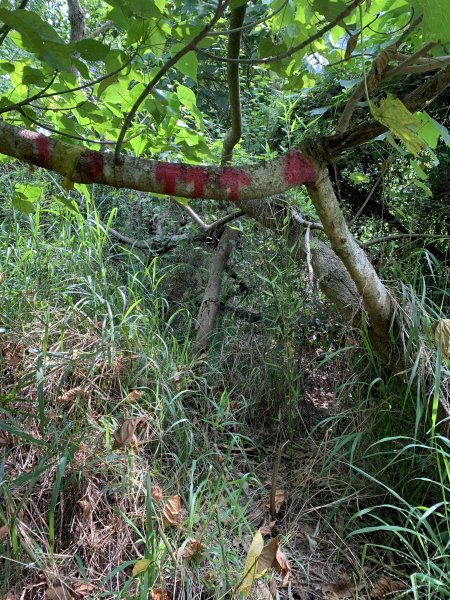 20250906台南口埤山(口碑山)2881405