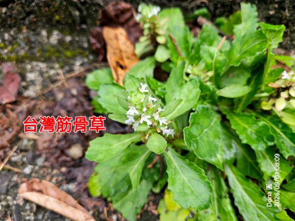 宜蘭燈篙林道.肖楠步道.雙月湖O走3114589