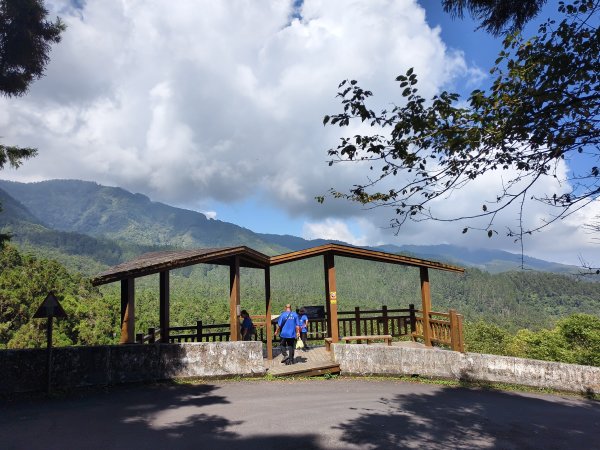 [百山百鳥尋旅-05/15] 2025_0830 溪頭賞鳥步道_銀杏步道2875494