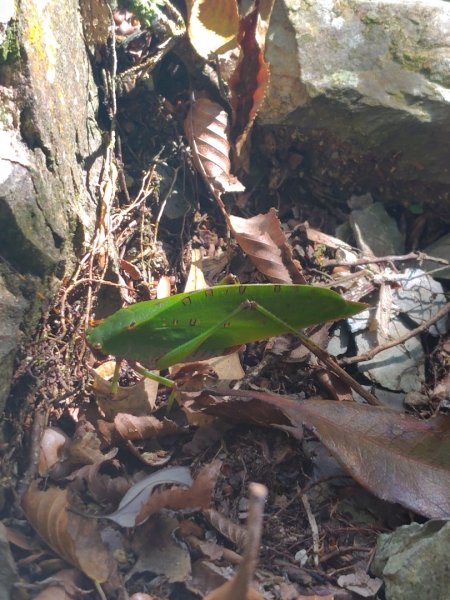 南東眼山連走有勝山2918696