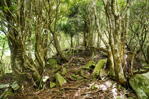 新竹 五峰 油羅山、霞山2798298