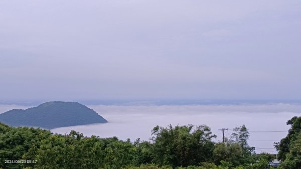 陽明山再見雲海&雲瀑5/23 #五色鳥育雛2510708