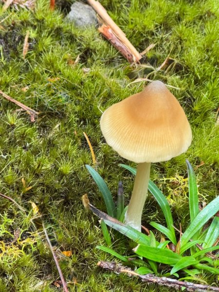 觀霧-榛山步道2926018