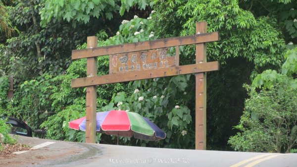 《苗栗》桐花茶園｜四月雪小徑登慈濟山三義山202504272771195