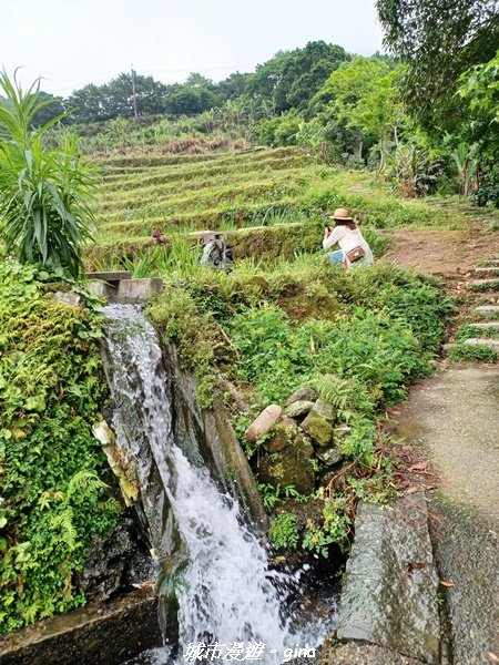 【新北石門】全台唯一火山岩石砌梯田。 嵩山百年梯田阡陌步道2823946