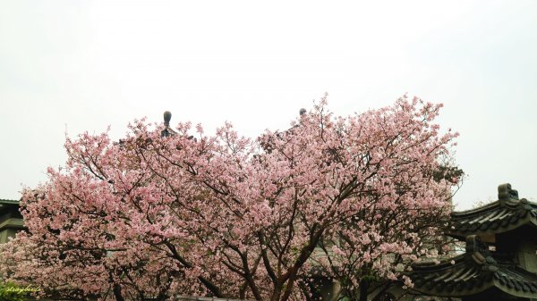 櫻花季的尾聲~在東方寺慢慢的品花落的聲音910684