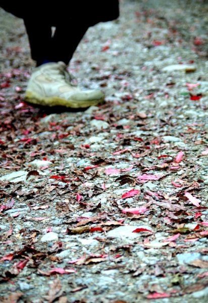 山風15度C吹拂 ~ 合歡溪 步道1551816