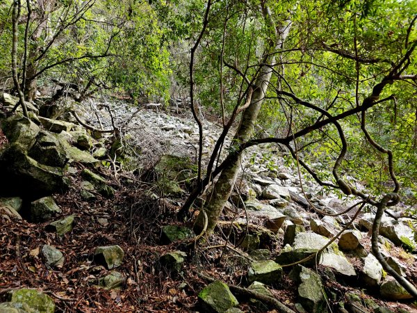 波津加山-谷關七雄(老四)3015166