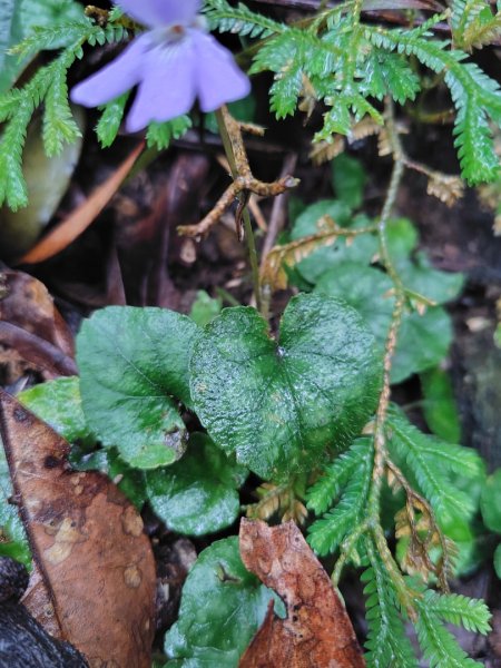 苗栗關刀山2975041