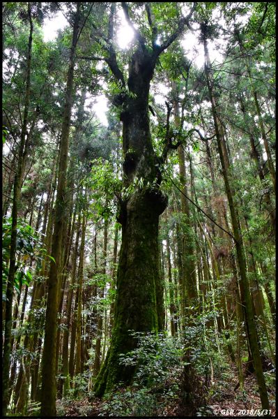 一座鳥山 ~ 金柑樹山 (小百岳)344648