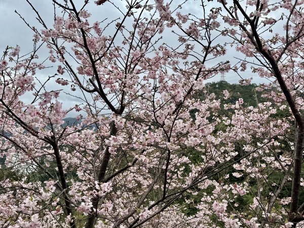 指南宮賞櫻2708130