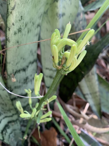 20250322南投松柏坑山-大棚山2745864