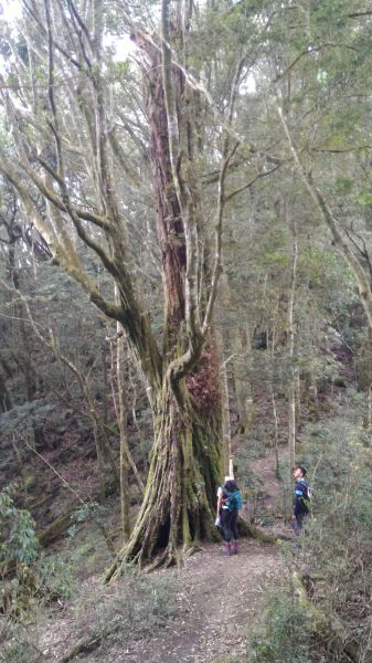 鳶嘴山、稍來山縱走107177