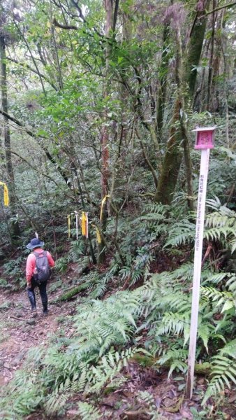 璀璨百年淡蘭古道～崩山坑古道、溪尾寮山、保城坑古道、虎豹潭步道O走1313440