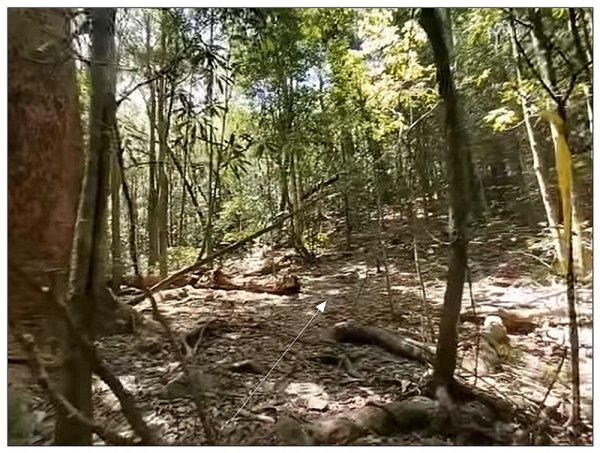 屋我尾山 北登山口 (大雪山林道31.3K)2985536