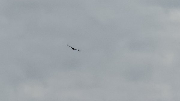 鳶嘴山+稍來神木2709860