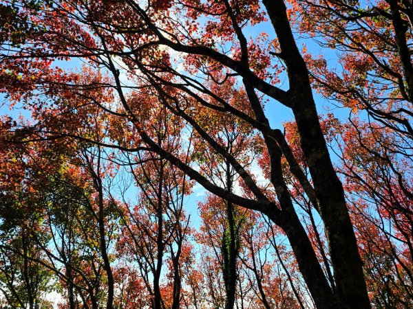 鳶嘴稍來山之楓紅／雲海2974076