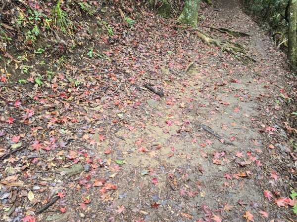 馬那邦山之雲海／雲瀑／楓紅／太陽琉璃光2676344