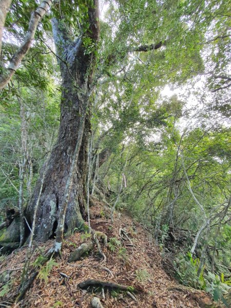 【花蓮富里】 海岸三雄-新港山我來了~1146212