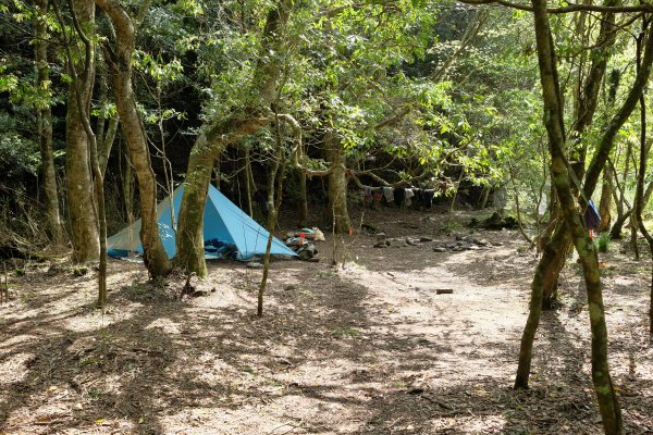 苗栗南庄鄉 二訪加里山 ‧ 2025春 哈加2753394