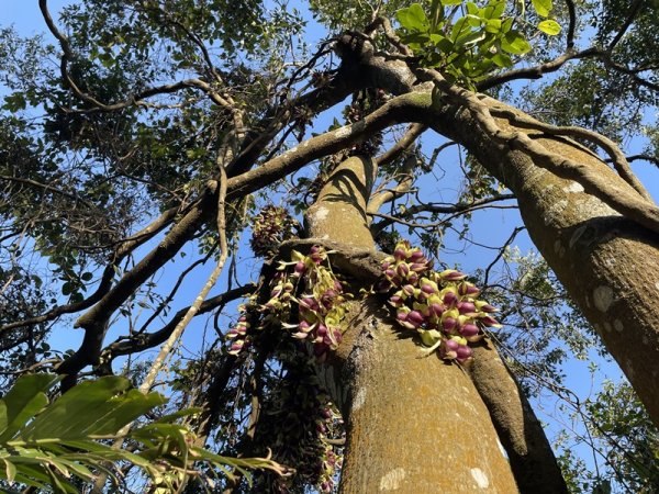 王公坑山血藤花2745576