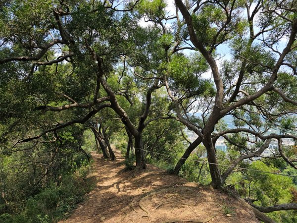 犁頭山、文山步道-2025森遊竹縣皮皮獅探險隊2890093