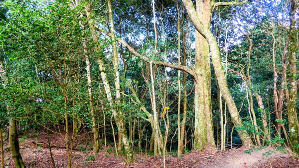 油羅山(一上三下)2959156