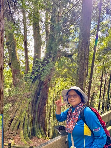 觀霧-檜山巨木群步道2925522