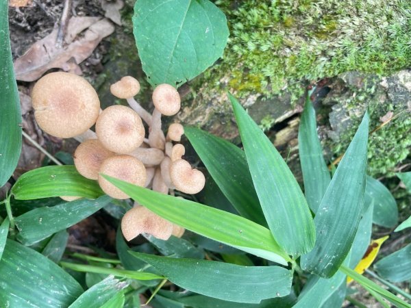 微笑山⛰️線-大棟-二格山-五分山-天上山-鳶山💎12條步道完成💙2853958