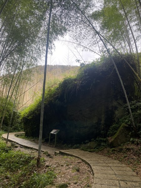 20250118阿里山頂湖步道2716417