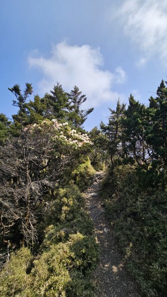 【閒閒南橫摘星去！】百岳#077關山嶺山。美麗壯闊中卻帶點淡淡哀愁的南橫公路。3036084