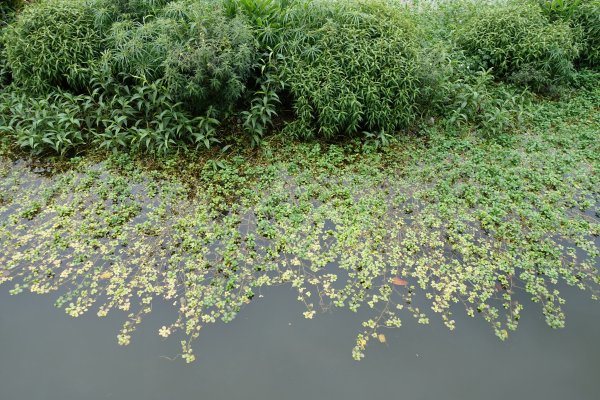 大湖公園．大溝溪．圓覺寺步道814357