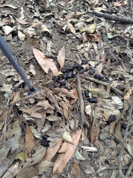 大竹溪山連走鞍輪名山3006893