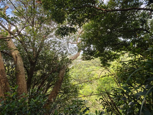 [皮皮獅動物派對-03/10] 2026_0822 石光古道(老虎山步道)3120812