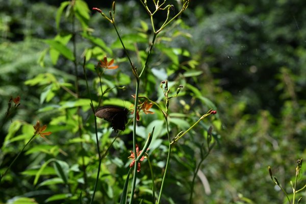 2025_0628 大羅蘭溪古圳步道(福山馬岸)2825235