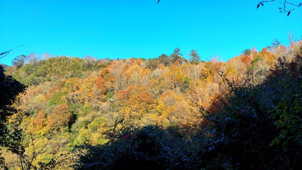 熱血一日霞喀羅賞楓之旅2785001