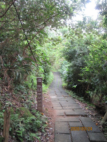 紅淡山步道907496