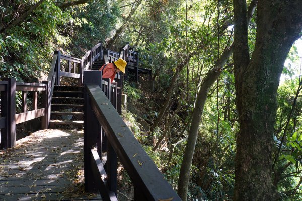 后里鳳凰山-觀音山步道740236