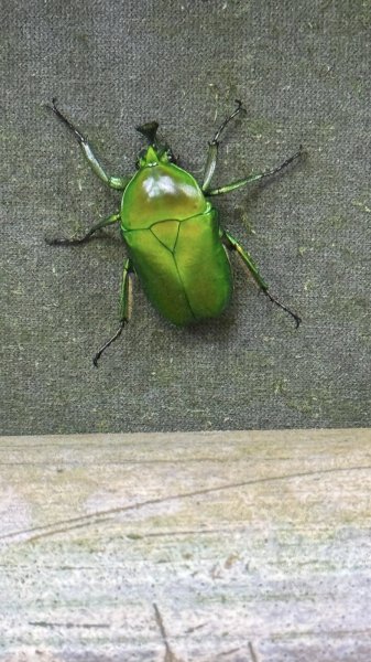 20250927小百岳鳳凰山2896377