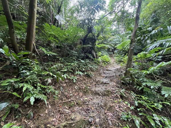 [微笑山線_第三段] 2025_0720 鳶山山系_鳶尾山2843647